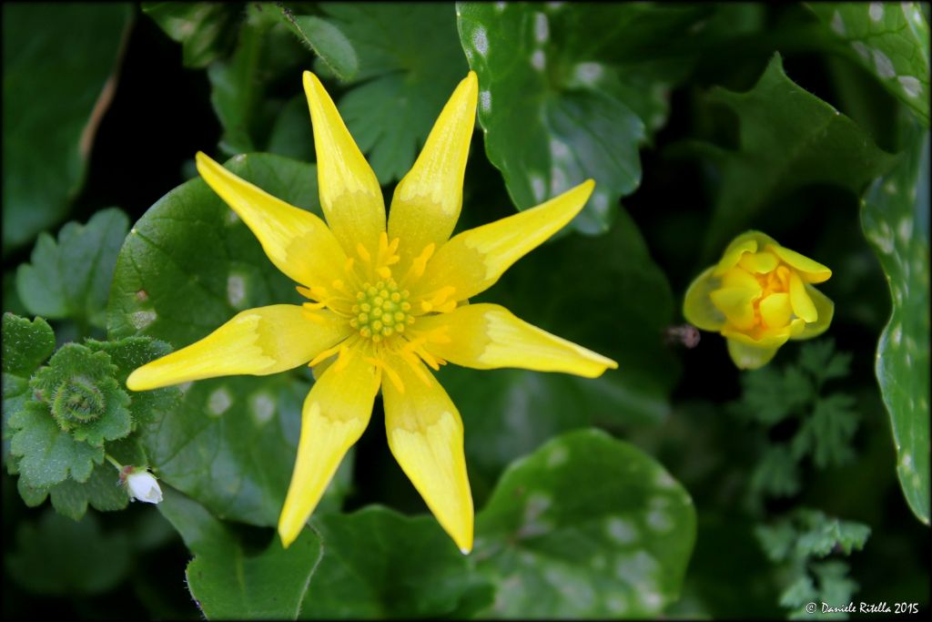 Ranunculus ficaria